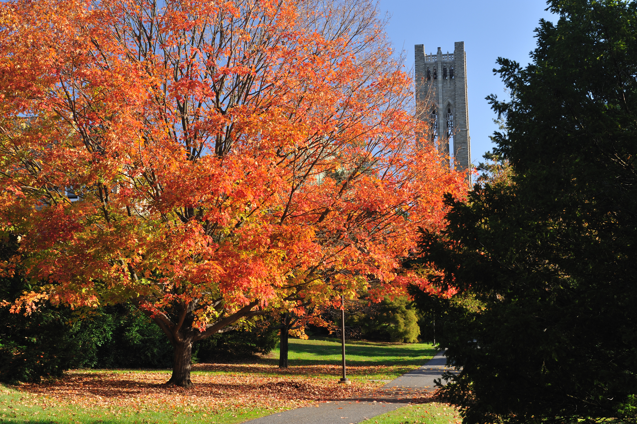 Walkway on the Swarthmore College campus in Swarthmore, Pennsylvania, with the Tower of Clothier Memorial in the background.