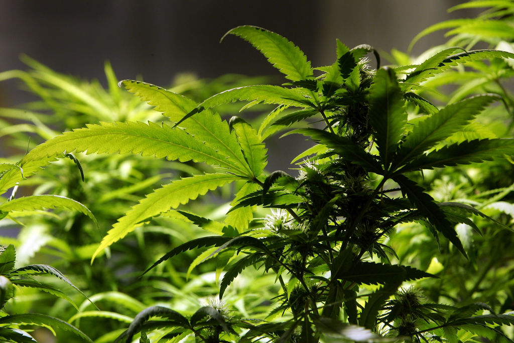 Sunlight falling on a cannabis plant growing in an indoor research facility.