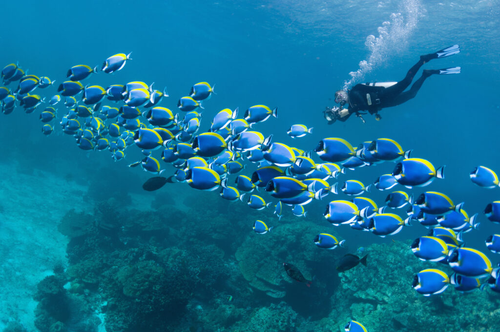 Best Marine Biology and Biological Oceanography Programs BestColleges