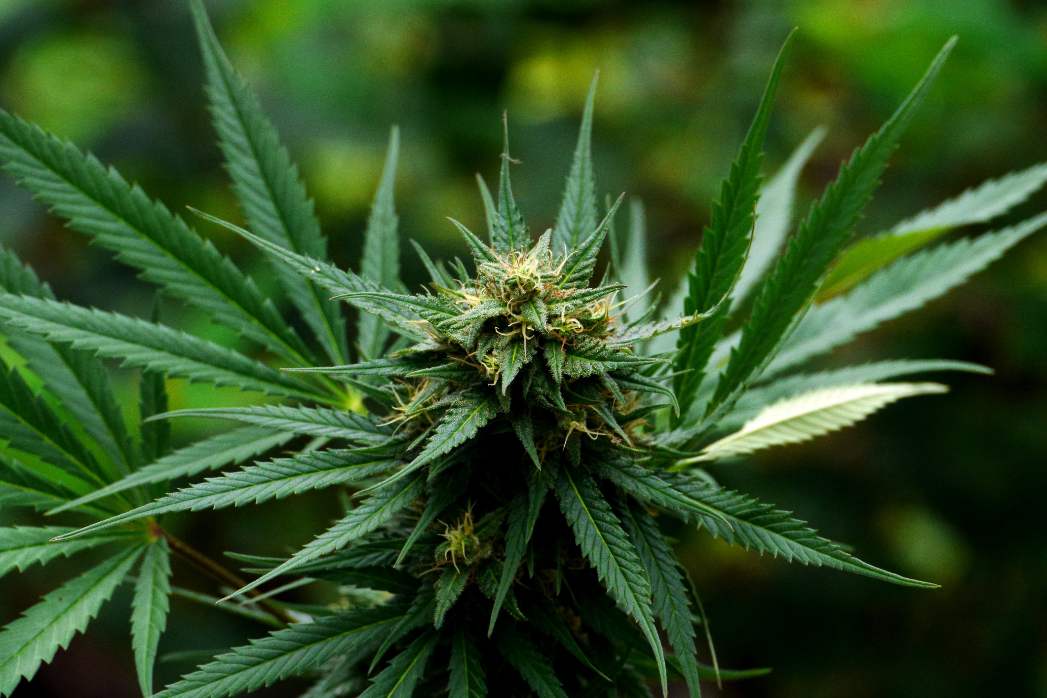 Close-up side shot of ripe, resinous, backlit marijuana buds