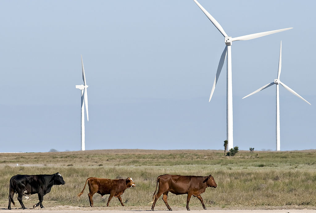 Cattle graze near wind turbines that are part of Babcock & Brown Infrastructure Group's Gulf Wind Project on Kenedy Ranch south of Kingsville, Texas.