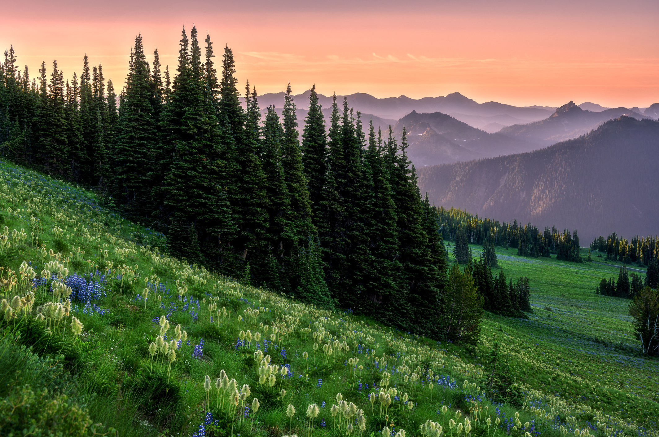 Nurse Practitioner Programs in Washington