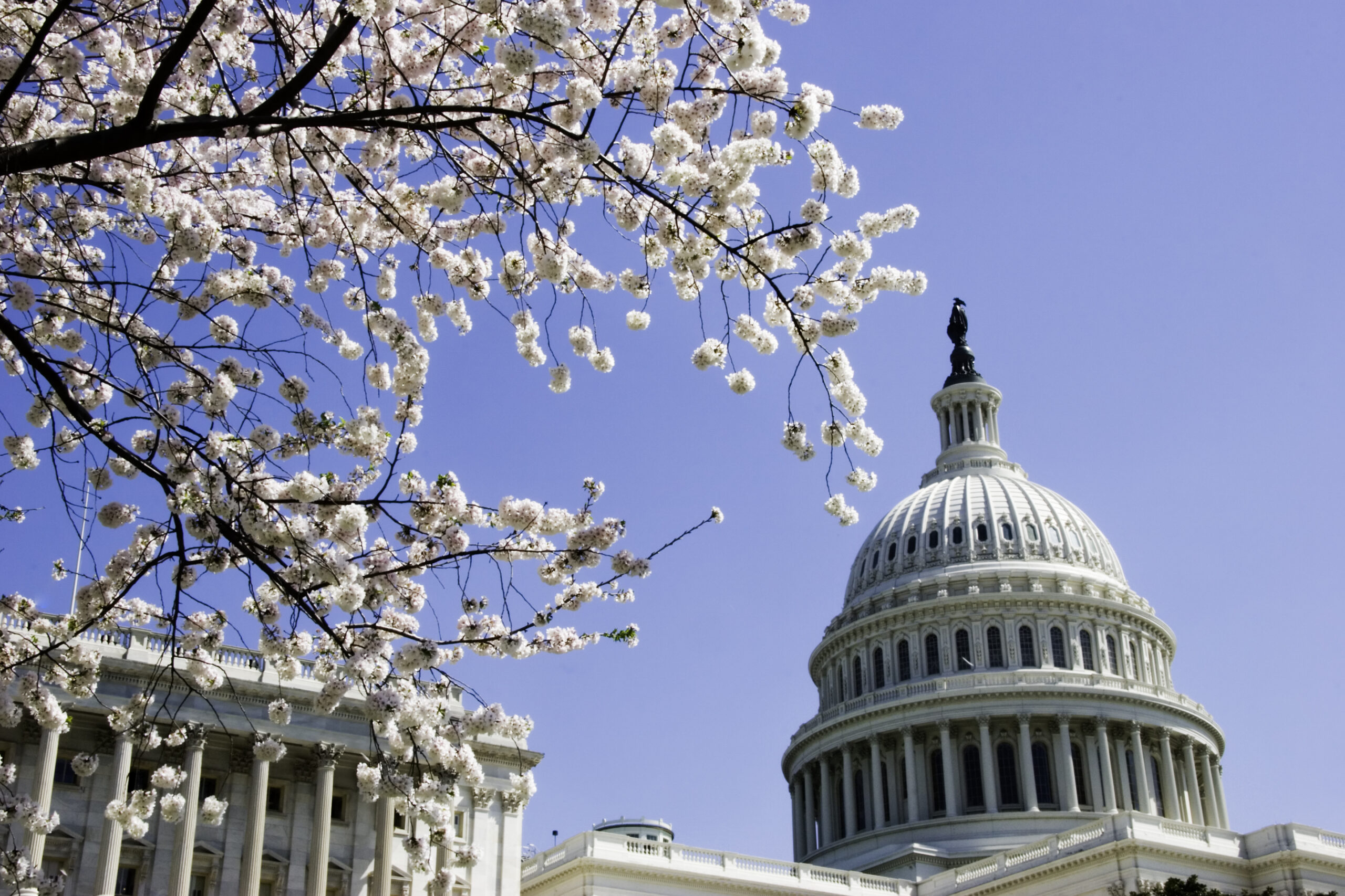 Cherry blossom tree in front of US Capitol